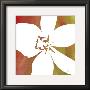 Peace Flowers Ii by James Burghardt Limited Edition Print