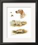 English Setter by Rial Limited Edition Pricing Art Print