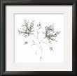 Wispy Flowers Ii by Horst Jonas Limited Edition Pricing Art Print