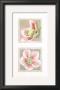 Helebores I by Laurence David Limited Edition Pricing Art Print