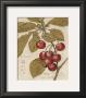 Cherry Etching by Chad Barrett Limited Edition Print