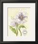 Claire's Garden Poppy by Elissa Della-Piana Limited Edition Print