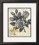 Fleur-De-Lis Rose by Devon Ross Limited Edition Pricing Art Print