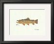 Brown Trout by Ron Pittard Limited Edition Print