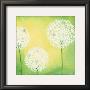 Dandelions Ii by Sabine Mannheims Limited Edition Pricing Art Print