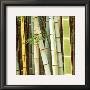 Bamboos Forest, Sagano, Kyoto, Japan by Rob Tilley Limited Edition Print