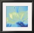 Impression Lily by Jane Ann Butler Limited Edition Print
