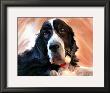 Springer by Robert Mcclintock Limited Edition Print