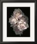 Timeless by S. G. Rose Limited Edition Print