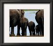Elephants by Philippe Bourseiller Limited Edition Pricing Art Print
