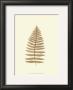 Lowes Fern Iii by Edward Lowe Limited Edition Pricing Art Print