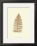 Lowes Fern Iii by Edward Lowe Limited Edition Print