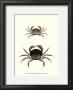 Antique Crab I by James Sowerby Limited Edition Print
