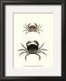 Antique Crab I by James Sowerby Limited Edition Pricing Art Print