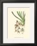 Elegant Orchid Ii by Sydenham Teast Edwards Limited Edition Pricing Art Print