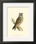 Long Eared Owl by Reverend Francis O. Morris Limited Edition Pricing Art Print