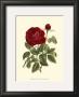 Magnificent Rose Iv by Ludwig Van Houtte Limited Edition Print