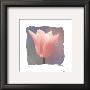 Tulip by Judy Mandolf Limited Edition Pricing Art Print
