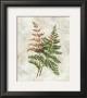 Japanese Shield Fern by Waltrand Von Schwarzbek Limited Edition Print