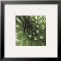 Green Dahlia by Shawn Kapitan Limited Edition Pricing Art Print