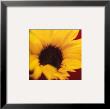 Sunflower On Red by Jane Ann Butler Limited Edition Print