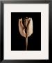 Tulip by Alan Majchrowicz Limited Edition Pricing Art Print