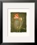 Allegria I by Amy Melious Limited Edition Pricing Art Print