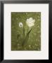 Tulips I by Ria Van De Velden Limited Edition Pricing Art Print