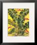 Paradise Fauna & Flora Ii by Talis Jayme Limited Edition Pricing Art Print