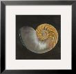 Seashell Iii by Patricia Quintero-Pinto Limited Edition Print