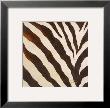 Contemporary Zebra Iii by Patricia Quintero-Pinto Limited Edition Print