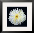 White Dahlia by Linda Mcvay Limited Edition Pricing Art Print