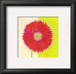 Red Daisy by Dona Turner Limited Edition Pricing Art Print