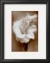 Gladiolus by Christine Zalewski Limited Edition Pricing Art Print