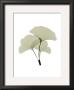 Ginko I by Acee Limited Edition Print
