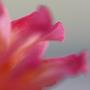 Petal Closeup Iii by Nicole Katano Limited Edition Print