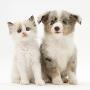 Birman-Cross Kitten Sitting With Blue Merle Shetland Sheepdog Pup by Jane Burton Limited Edition Print