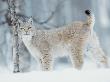 European Lynx In Birch Forest In Snow, Norway by Pete Cairns Limited Edition Print