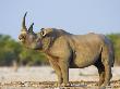 Black Rhinoceros, Flehmen Response, Etosha National Park, Namibia by Tony Heald Limited Edition Print