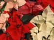 Various Poinsettias In Bloom by De Cuveland Limited Edition Print