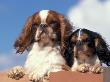 Two King Charles Cavalier Spaniel Adults On Wall by Adriano Bacchella Limited Edition Print