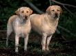 Domestic Dogs, Two Labrador Retrievers by Adriano Bacchella Limited Edition Print