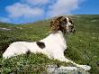 Springer Spaniel, Scotland, Uk by Pete Cairns Limited Edition Print