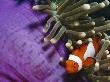 False Clown Anemonefish In Anemone Tentacles, Indo Pacific by Jurgen Freund Limited Edition Print