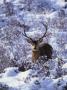 Red Deer Stag, Amongst Snow-Covered Birch Regeneration, Scotland, Uk by Niall Benvie Limited Edition Print