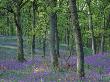 Bluebells Flowering In Oak Wood, Scotland, Peduncluate Oaks (Quercus Robur) by Niall Benvie Limited Edition Pricing Art Print