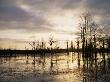 Swamp Cypress Trees (Taxodium Distichum) In Wetlands At Sunset, Florida, Usa by Jurgen Freund Limited Edition Print