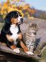 Entlebuch Mountain Dog And Domestic Cat by Reinhard Limited Edition Print
