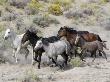 Group Of Wild Horses, Cantering Across Sagebrush-Steppe, Adobe Town, Wyoming by Carol Walker Limited Edition Print