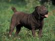 Black Shar Pei Standing In Grass by Adriano Bacchella Limited Edition Print